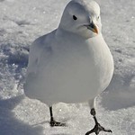 Ivory Gull 046 sm