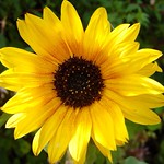 Sunshine on Sunflower