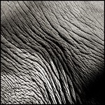 An Elephant Story