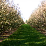 Orchards at Uncle John's Cider Mill