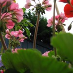 Pelargoniums