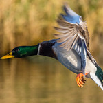 Landing Mallard