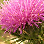 thistle