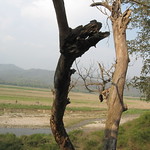 guernica- my favorite