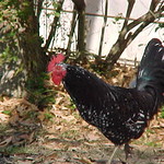 Gamecock 1