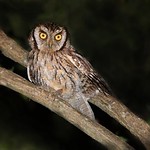 Corujinha-do-mato | Tropical Screech Owl (Megascops choliba)