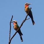 White-fronted Bee-eater (Merops bullockoides)