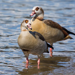 Egyptian Geese