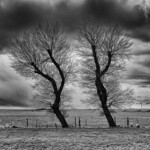 Bare Trees