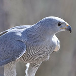 Gray Hawk, Buteo plagiatus