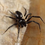 Spider (Euryopis sp. - male)