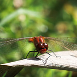 Mr. Redface - Herr Rotgesicht (Uli)