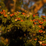 Overwintering monarch butterflies