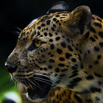 Looking for next meal