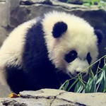 Bei Bei