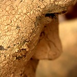 Antropologia da face gloriosa