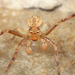 Spider (Thomisidae - subadult male)