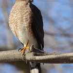 Sharp-shinned Hawk (Explored 2/3/2016)