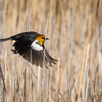 Yellow Head Blackbird-DSC_6889