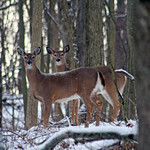 Whitetail Deer