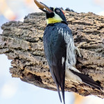 Acorn Woodpecker