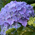 Hydrangea