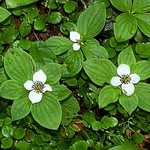 Iron_Goat_Bunchberry_Canadian_Dogwood