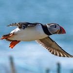 Inner Farne Island Puffin