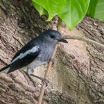 Oriental Magpie-Robin &copy;