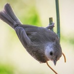 titmouse on a wire
