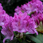 Rhodies