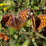 Done Deed. Argynnis adippe, High Brown Fritillary, Castricum, North Holland, The Netherlands