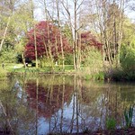 pond reflections