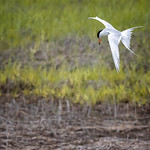 Forster's Tern on the Hunt