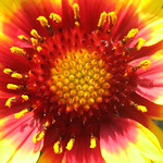 Gaillardia