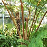 giant fern
