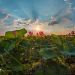 Dawn over the plantation of lotuses.
