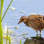 Spotted Crake_82A8339