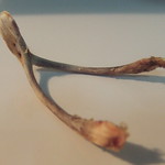 Wishbone