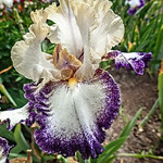 Always and Forever Bearded Iris