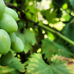 Raisin vert vigne