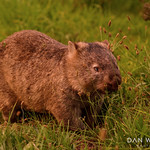 The Wombat