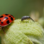 Marienk&auml;fer & R&uuml;sselk&auml;fer (Stockrosenspitzm&auml;uschen)