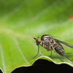 Dolichopid fly #2
