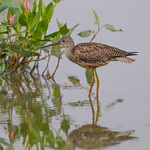 Greater Yellowlegs
