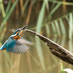 No fish this time....