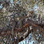 Moremi GR Leopard