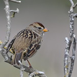 Juv. White-crowned Sparrow