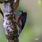 Melanerpes cruentatus. ♂