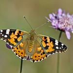 Vanessa cardui (Linnaeus, 1758)